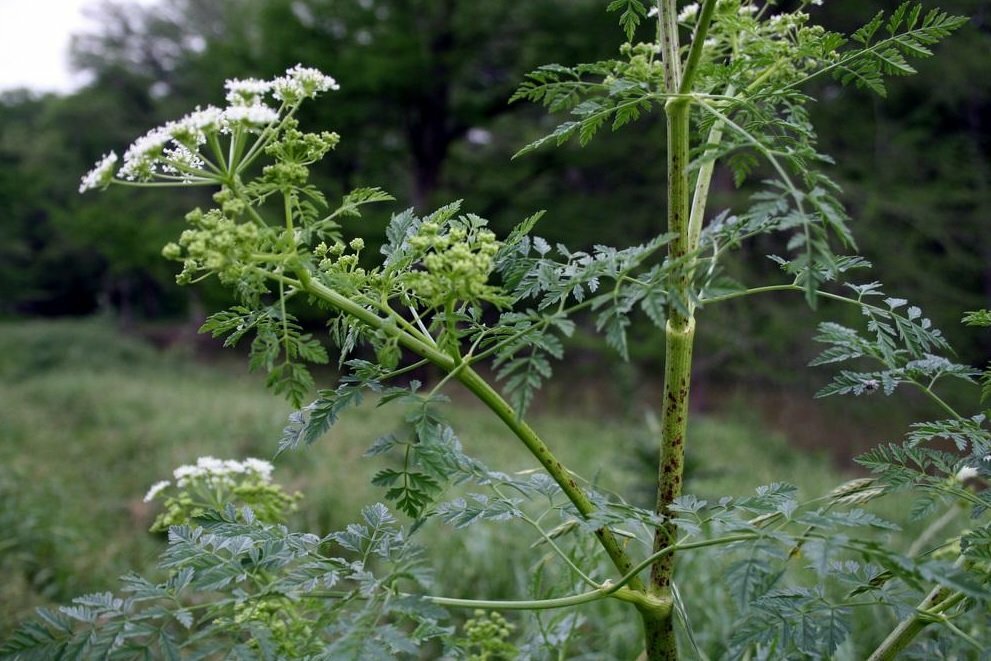 Смертельно опасное растение Крыма Болиголов