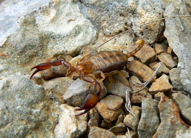 Опасные животные Крыма Скорпион
